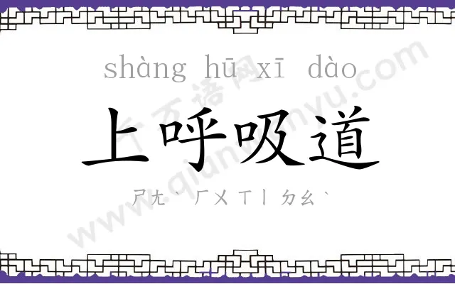 上呼吸道