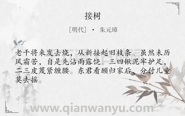 《接树》作者是明代的朱元璋.诗词全文约共64字.