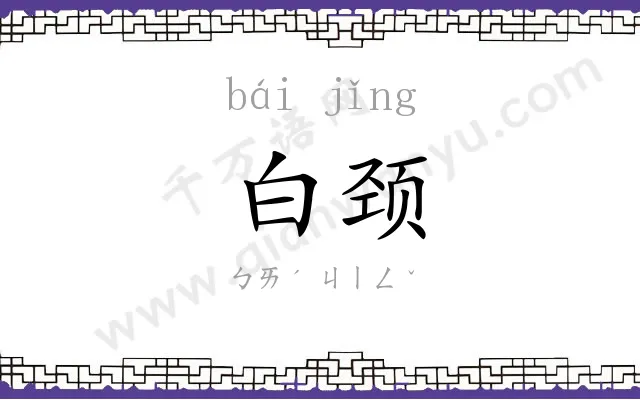 白颈
