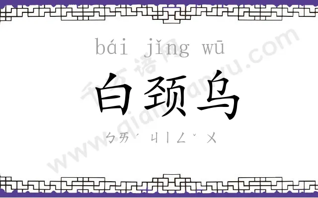白颈乌
