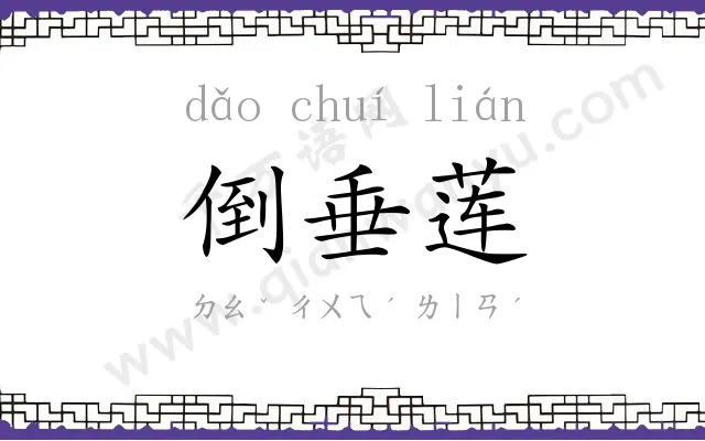 倒垂莲