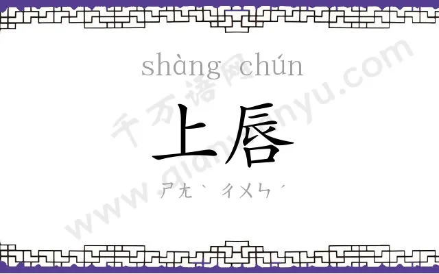 上唇