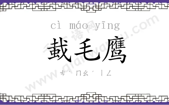 蛓毛鹰