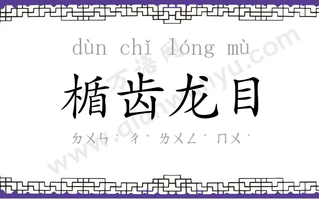 楯齿龙目