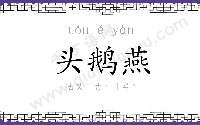 头鹅燕