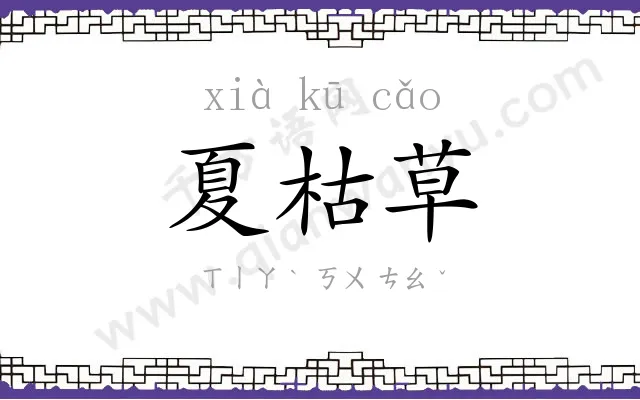 夏枯草