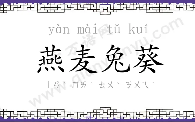 燕麦兔葵