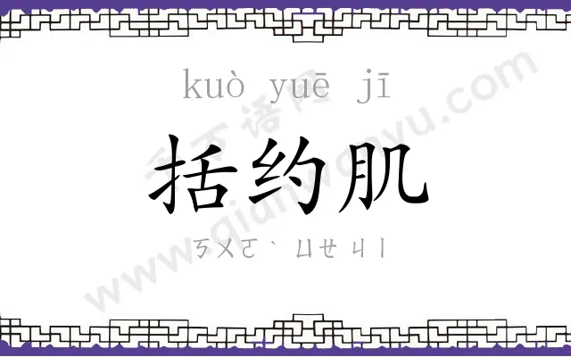 括约肌