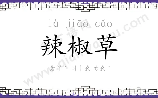 辣椒草