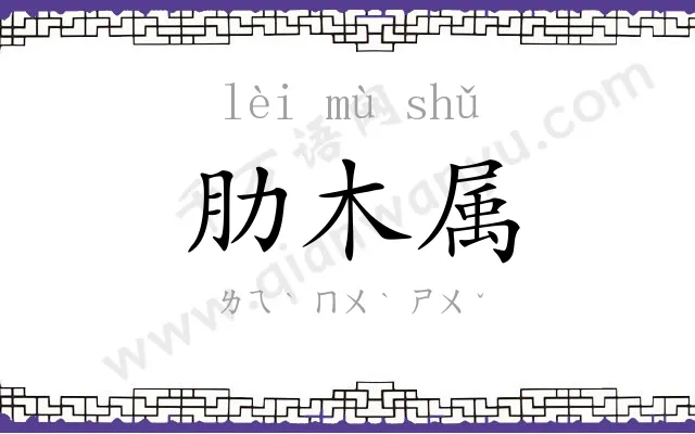 肋木属