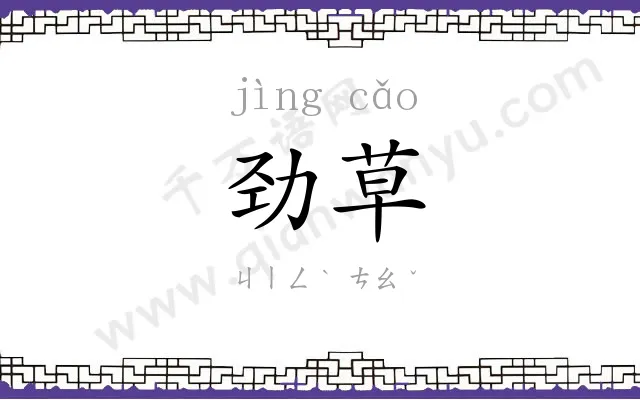 劲草