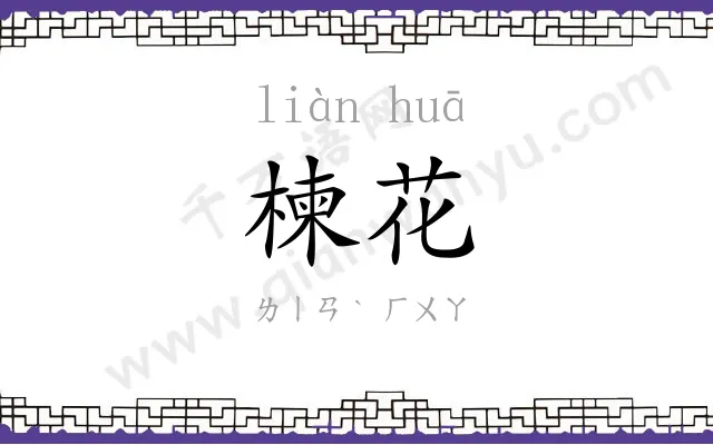 楝花