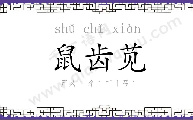 鼠齿苋