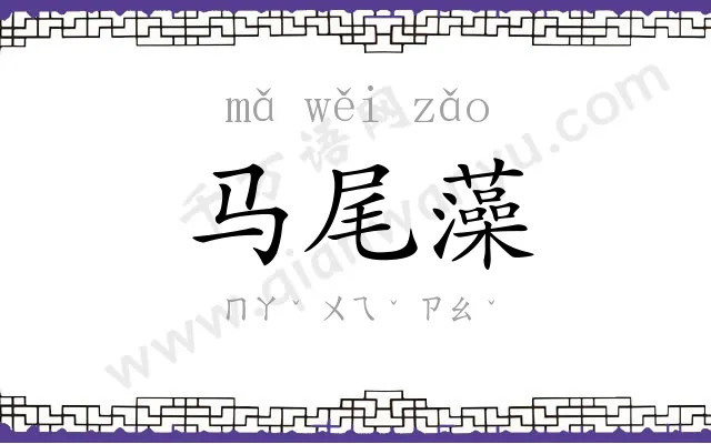 马尾藻