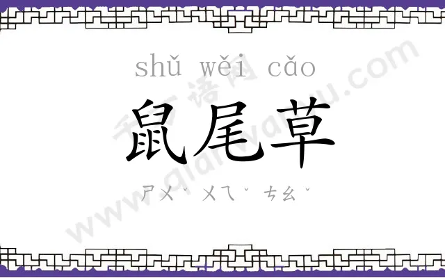 鼠尾草