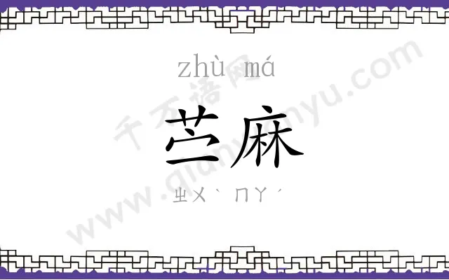 苎麻