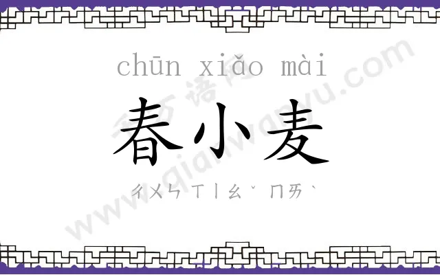 春小麦