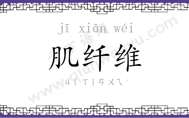 肌纤维