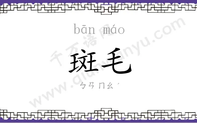 斑毛