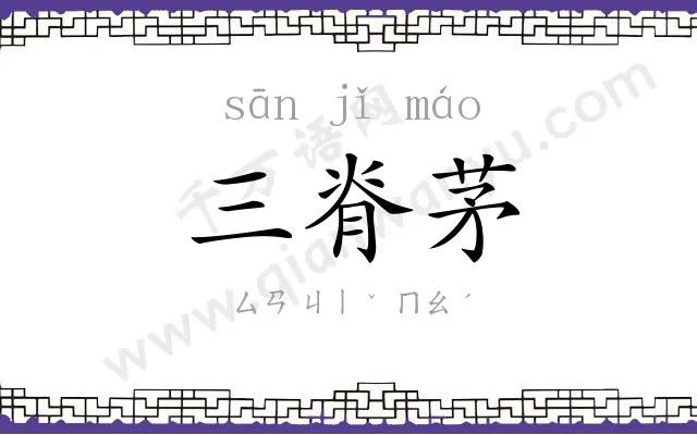 三脊茅