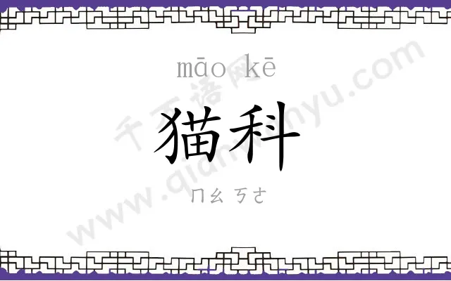 猫科