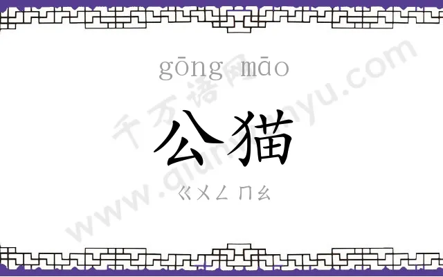 公猫