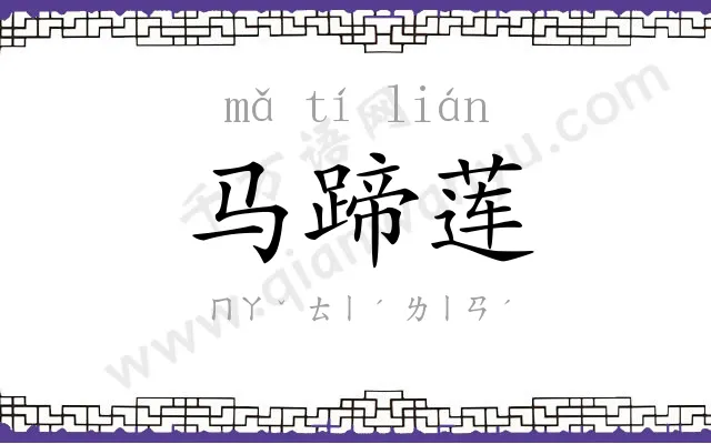 马蹄莲