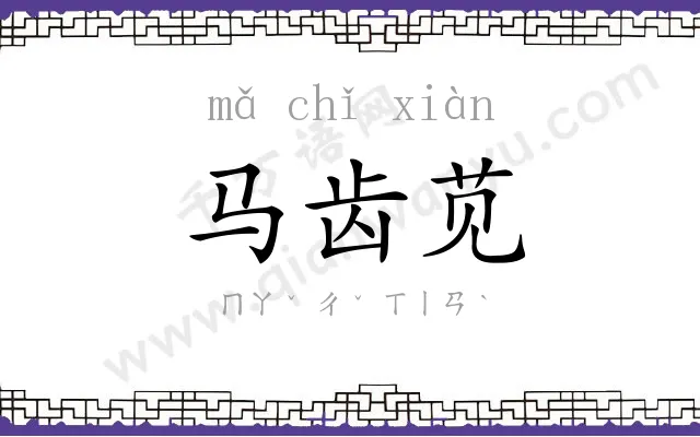 马齿苋