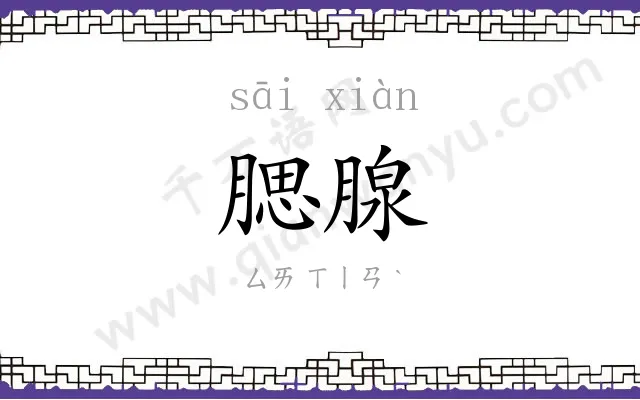 腮腺