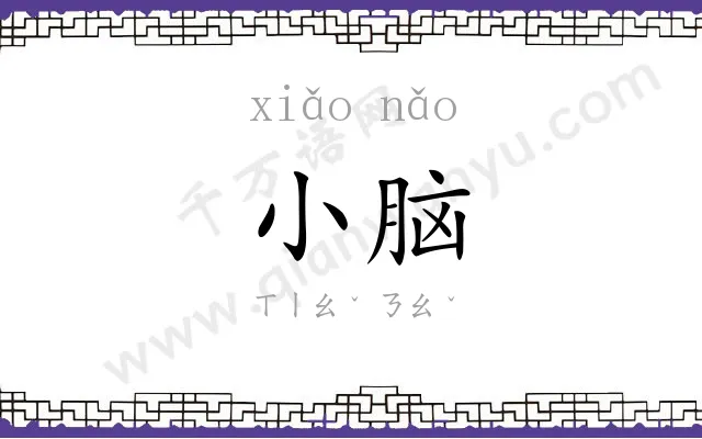 小脑