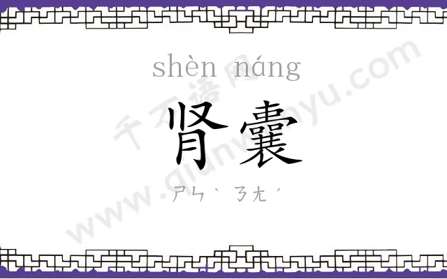 肾囊