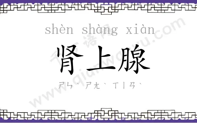肾上腺