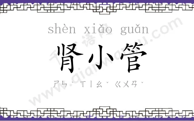 肾小管
