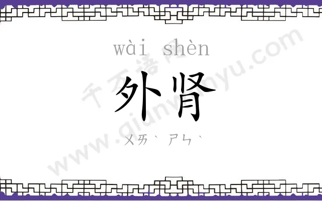 外肾