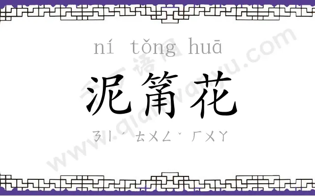泥筩花