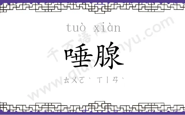唾腺