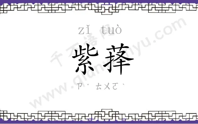 紫萚