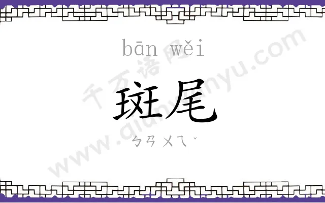 斑尾