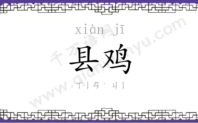 县鸡