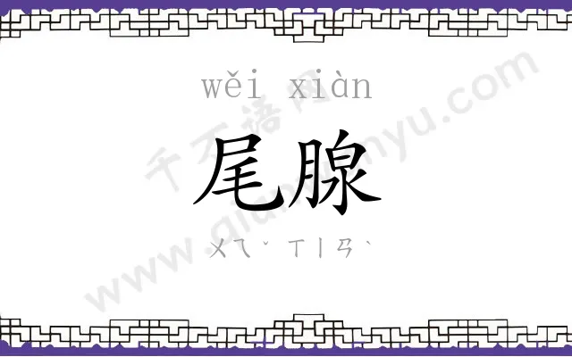 尾腺