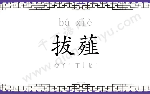 拔薤