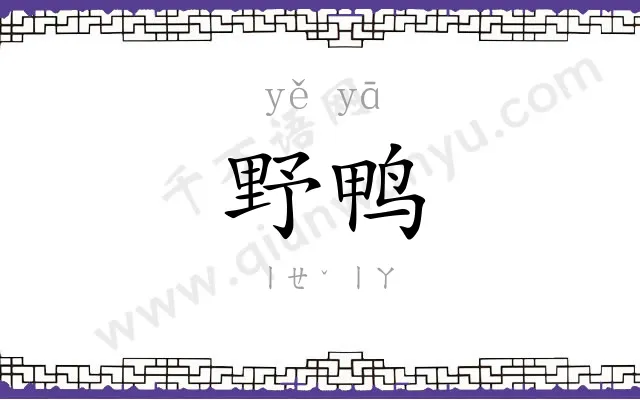 野鸭