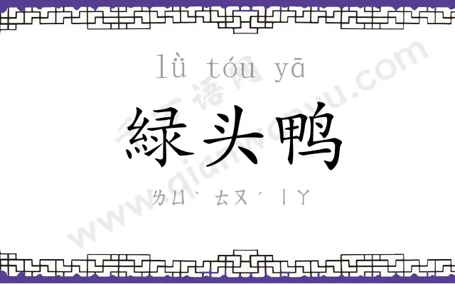 緑头鸭