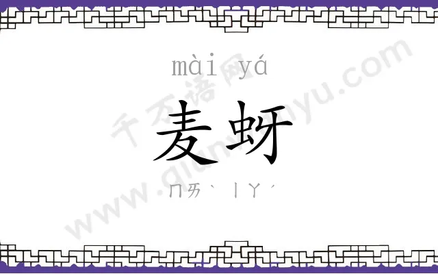 麦蚜