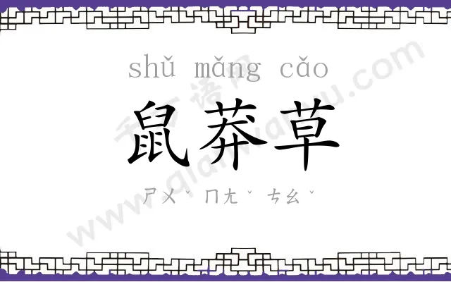 鼠莽草