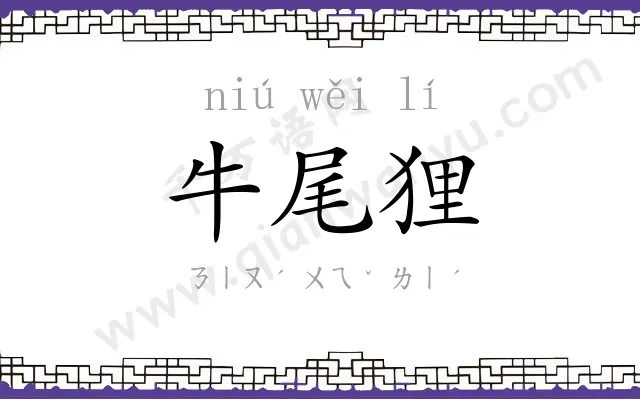 牛尾狸