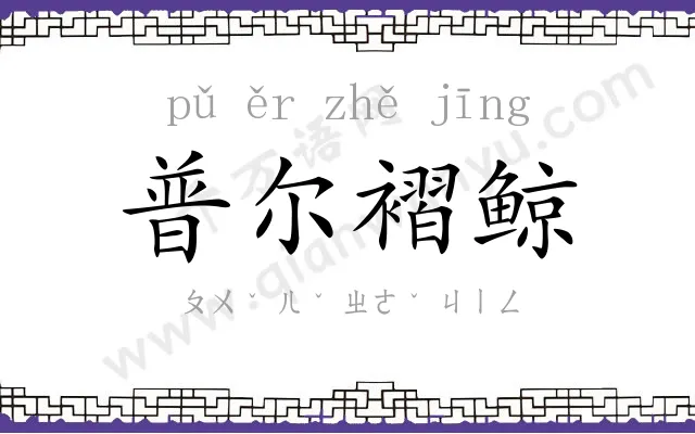 普尔褶鲸