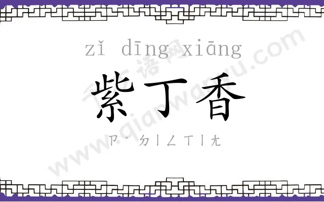 紫丁香