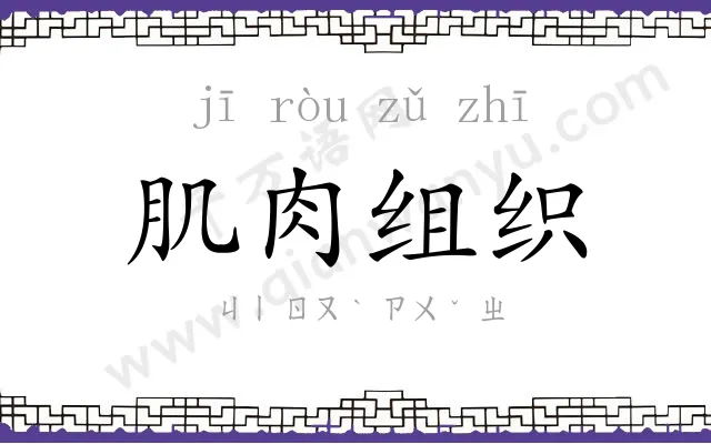 肌肉组织