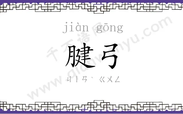 腱弓